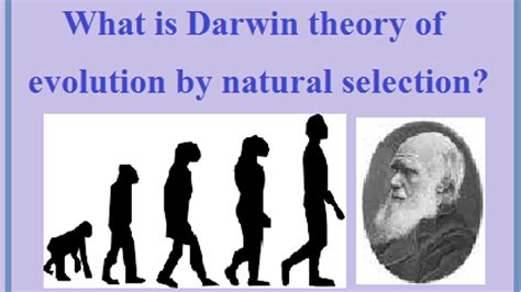 darwin races results|Importance Of Darwin’s Evolution Theory .